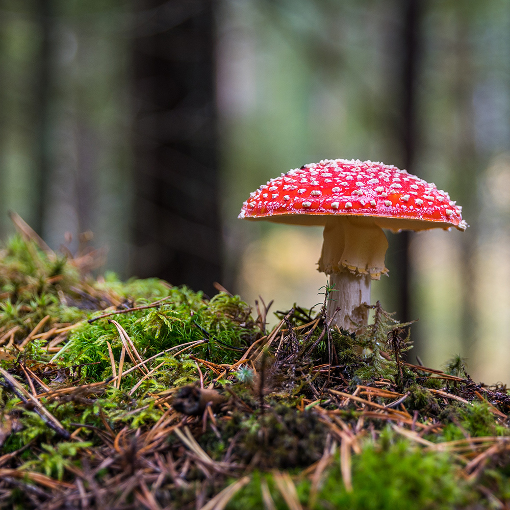 closeup-photo-of-red-and-white-mushroom